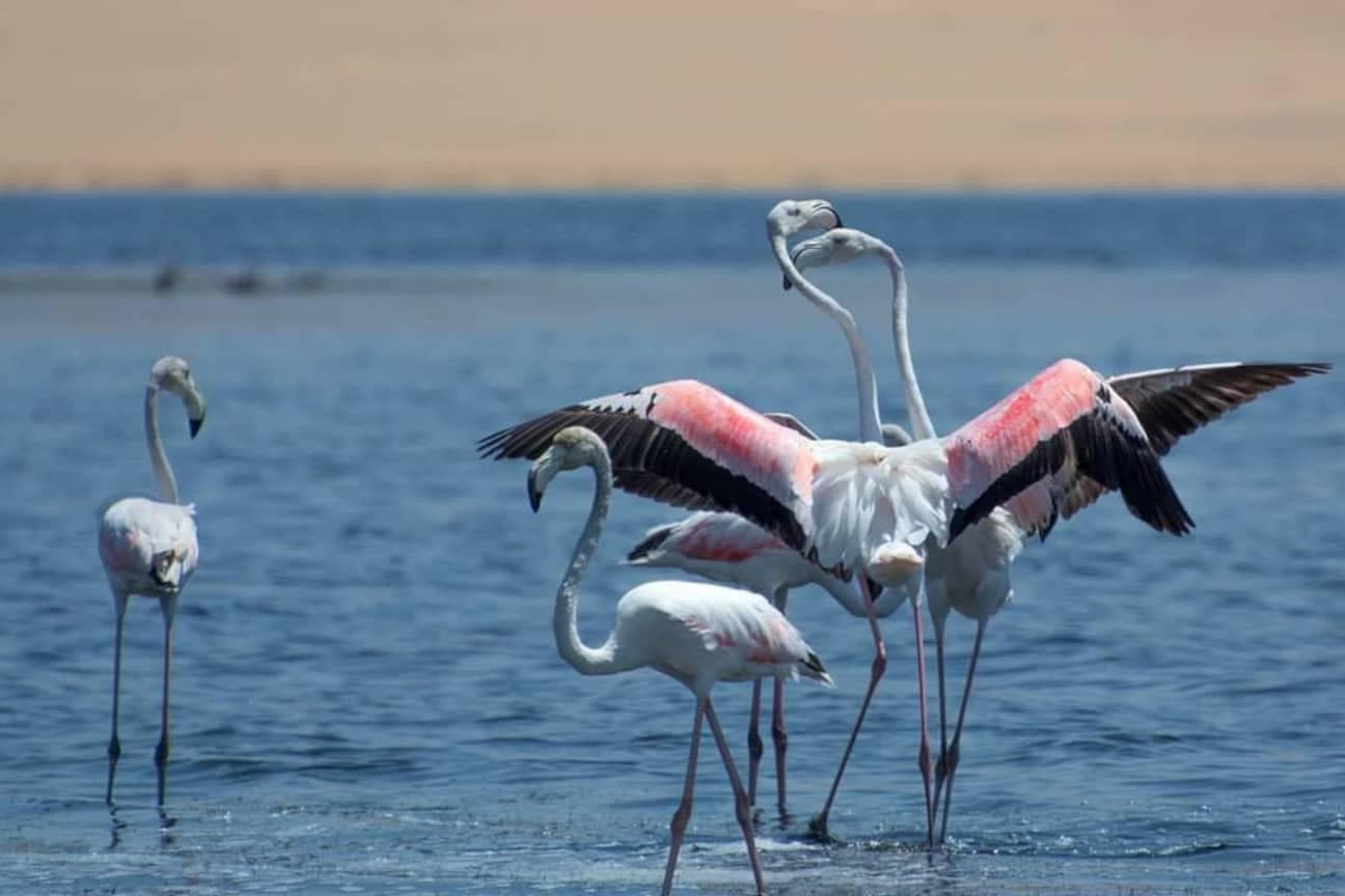Egypt's Desert Wildlife: Foxes and Gazelles