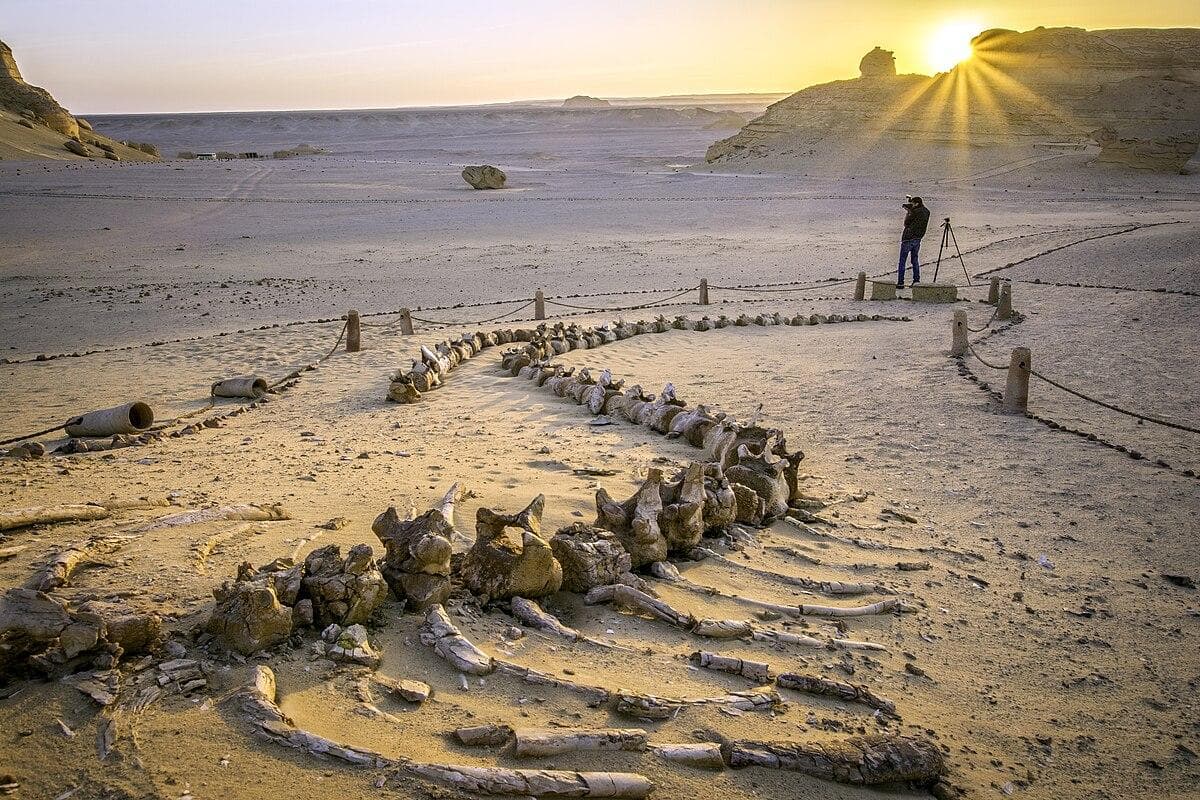 Excursión Día Fayoum Wadi El-Hitan Valle Ballenas | Sitio Fósil UNESCO