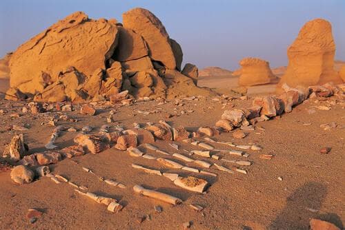 وادي الحيتان