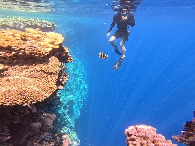 Snorkeling Ras Mohamed Sharm el Sheikh - Parco Nazionale Egitto