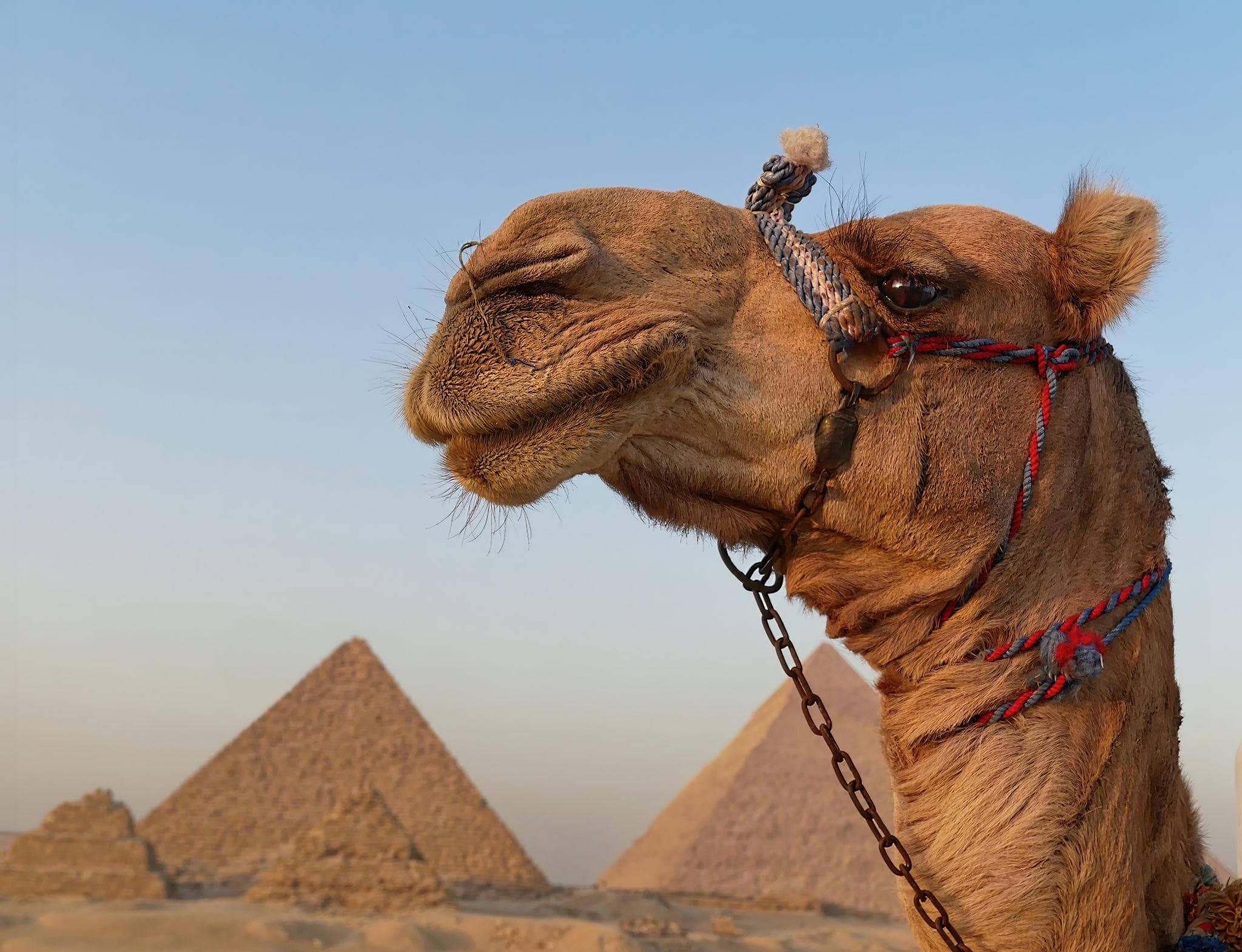 Giro in Cammello al Tramonto alle Piramidi di Giza - Esperienza Iconica nel Deserto