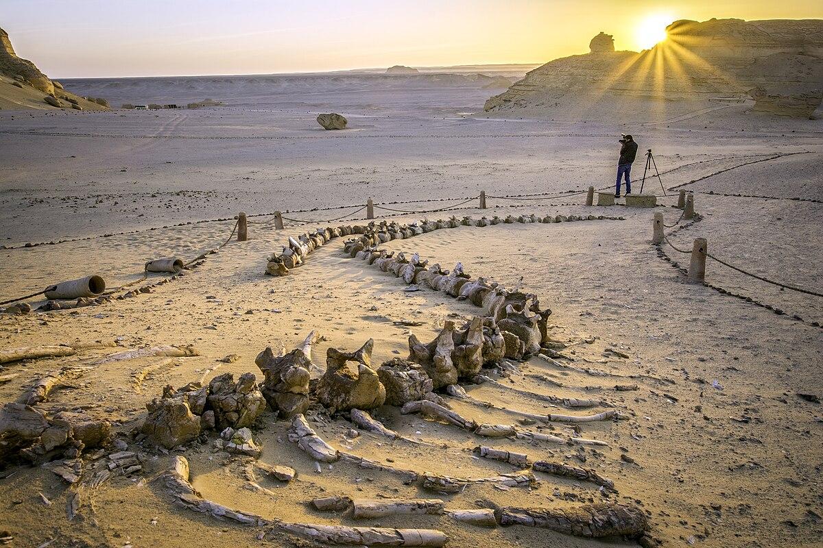 Fayoum Wadi El-Hitan Wal-Tal Tagesausflug | UNESCO Fossil-Stätte