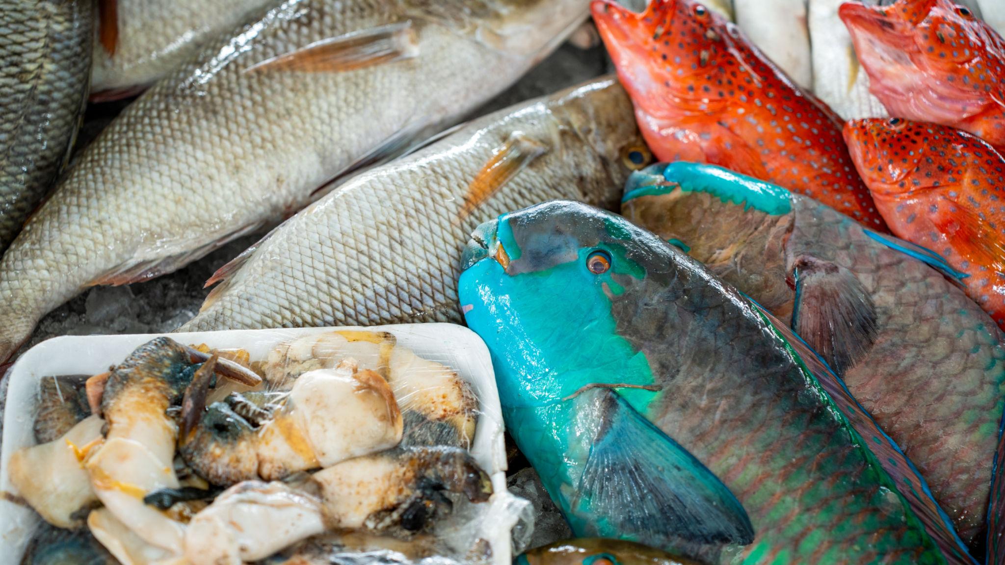 Vibrant Red Sea fish including turquoise parrotfish and red grouper at a fish market