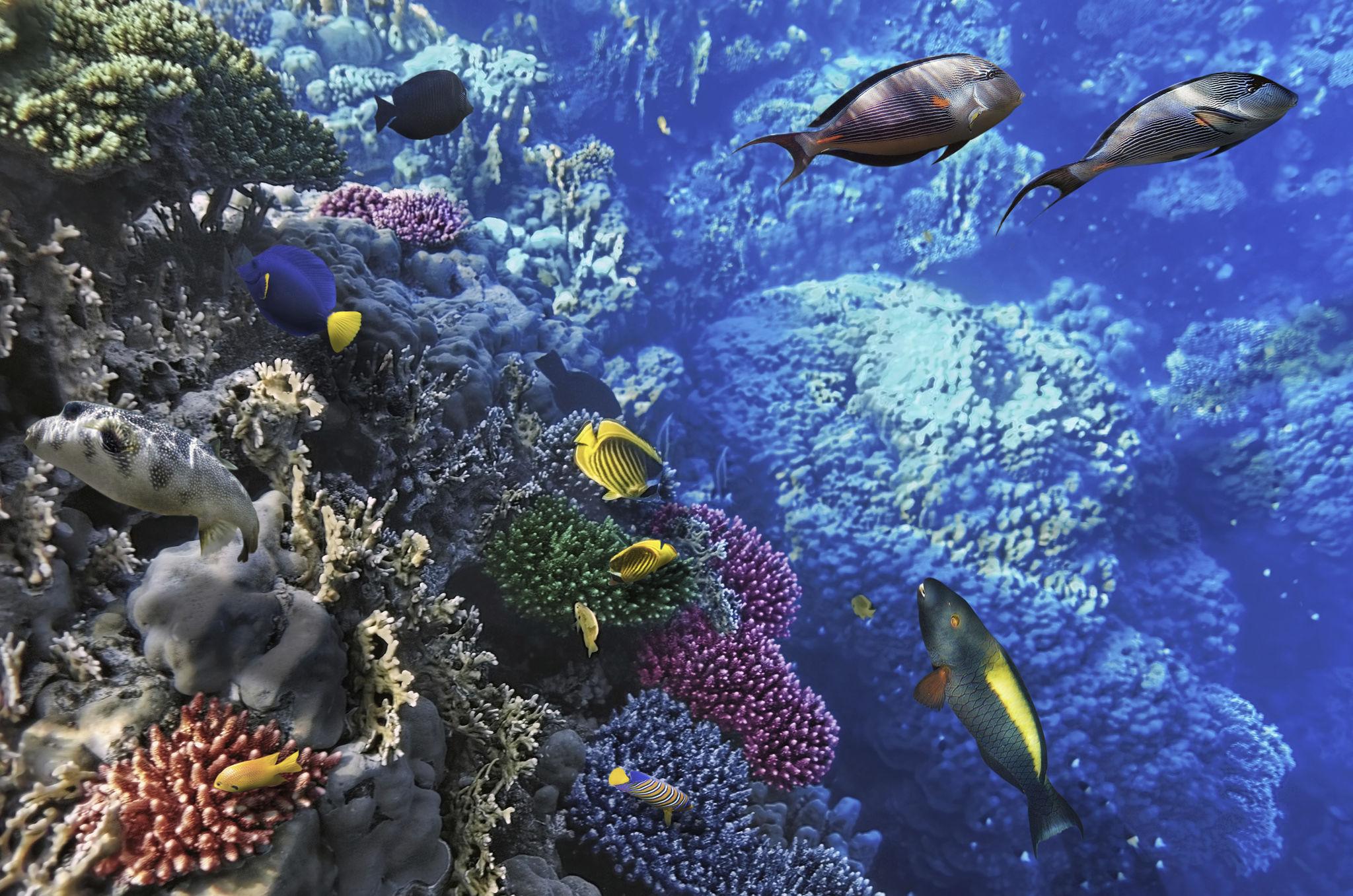 Colorful tropical fish swimming among vibrant coral formations in the Red Sea
