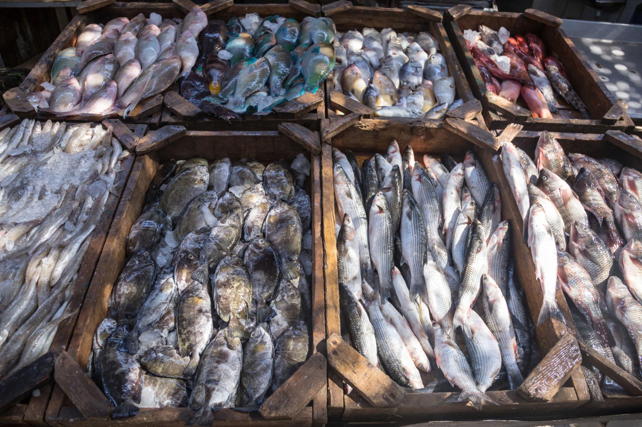 Wooden crates filled with various fresh Red Sea fish sorted by species at a market.