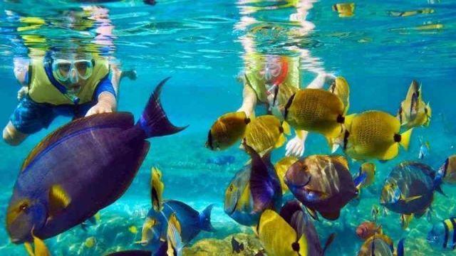 Two snorkelers swimming underwater alongside colorful tropical fish in clear blue water