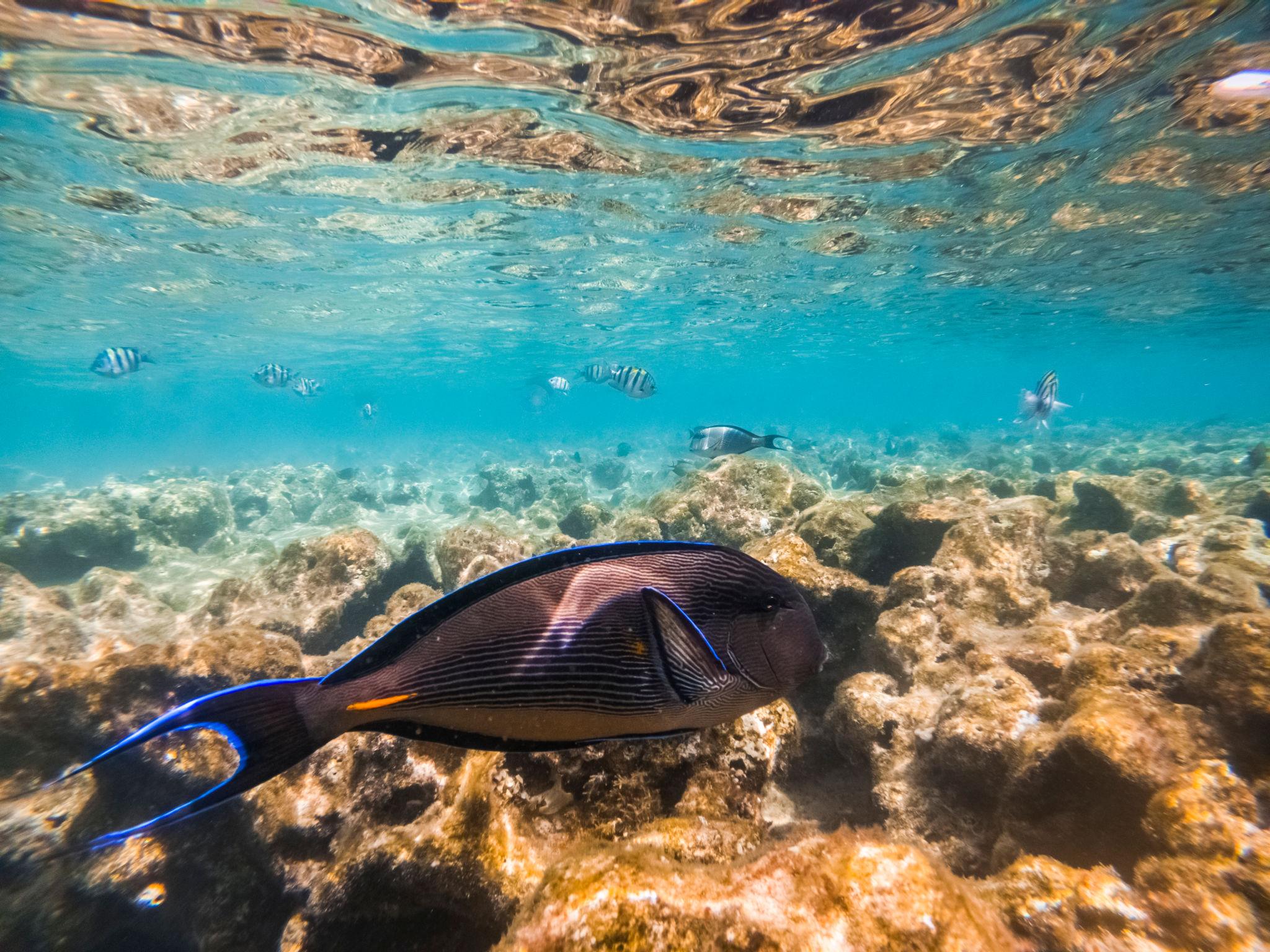 A dark surgeonfish glides over a rocky coral reef in clear turquoise Red Sea water