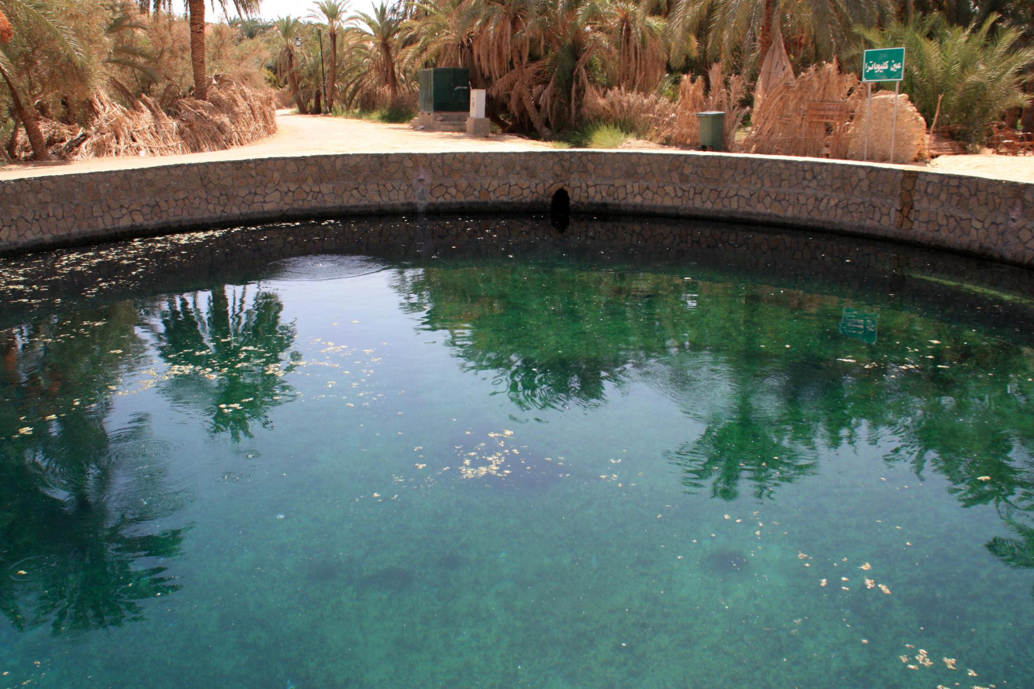Clear turquoise natural spring pool surrounded by a stone wall and palm trees in Siwa Oasis