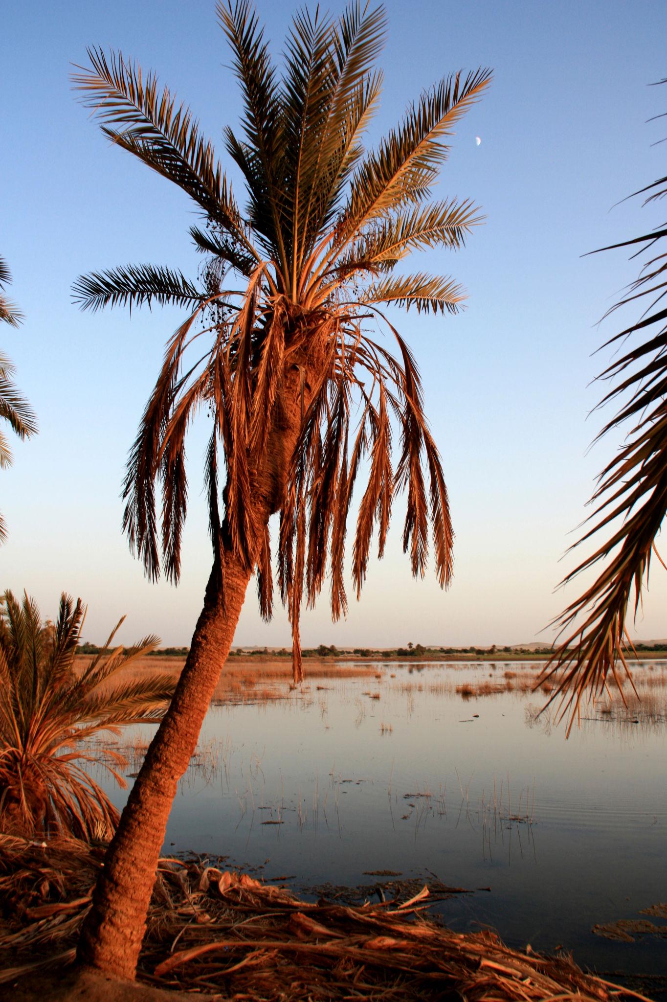 A leaning date palm glowing in warm sunset light beside a still reflective lake at Siwa Oasis