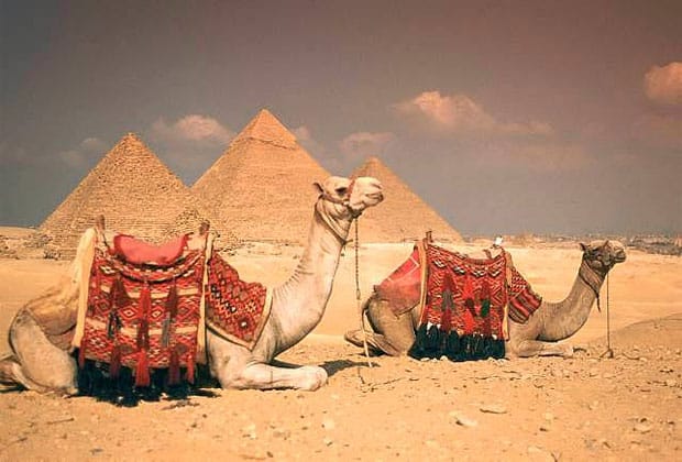 Two decorated camels resting with the three Giza pyramids in the background
