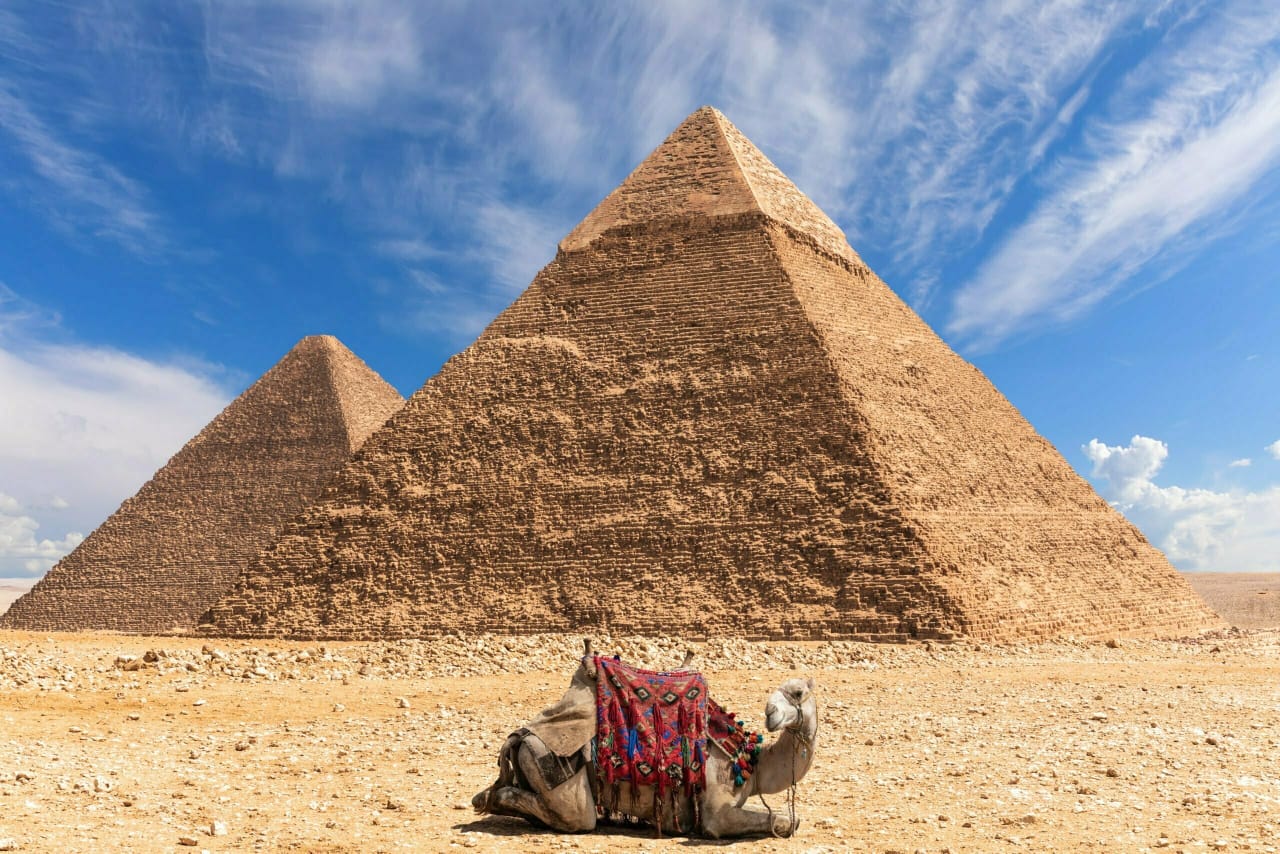 Decorated camel resting in front of the Pyramid of Khafre at Giza