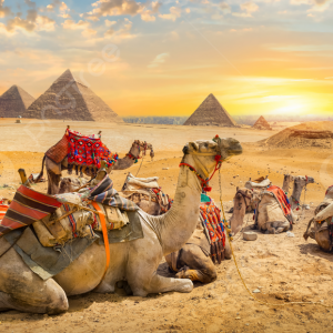 camel